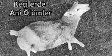 Koyun ve Keçilerde Ani Ölümler