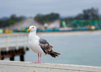 Okyanusların Yolcusu Albatros