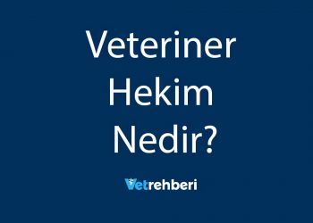 Veteriner Hekim Nedir?
