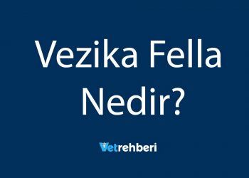 Vezika Fella Nedir?