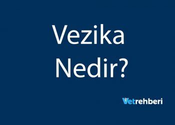 Vezika Nedir?