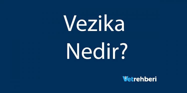 Vezika Nedir?