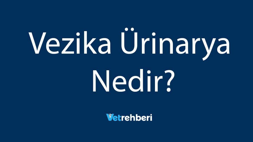 Vezika Ürinarya Nedir?