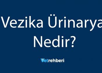 Vezika Ürinarya Nedir?