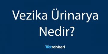 Vezika Ürinarya Nedir?
