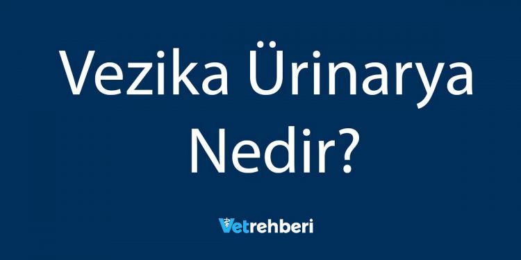 Vezika Ürinarya Nedir?