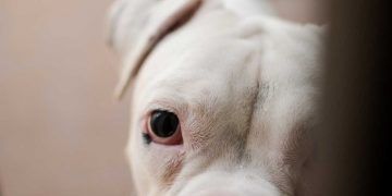 Albinizm ve Köpek Dostlarımıza Etkisi