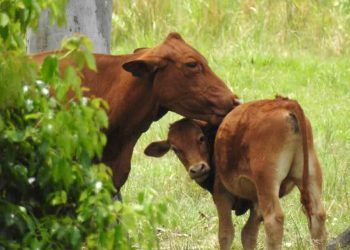Buzağı İshalleri ve Anneleri