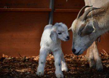 Keçi Yetiştirme Yönü, Ayıklama ve Seleksiyon