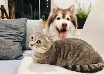 Kedi ve Köpeklerde Kulak Kokusu Sorunu