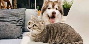 Kedi ve Köpeklerde Kulak Kokusu Sorunu