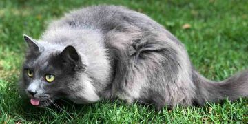 Kediler Çim Sever mi?