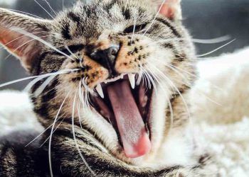 Kedimin Ağzı Neden Kokuyor?