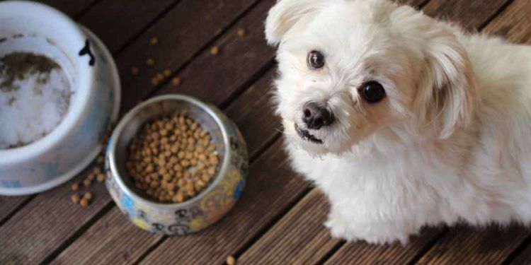 Köpeğime Günlük Ne Kadar Mama Vermeliyim?