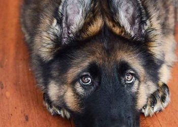 Köpeğiniz Sizin için Çocuğunuz Gibi Mi?