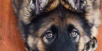 Köpeğiniz Sizin için Çocuğunuz Gibi Mi?