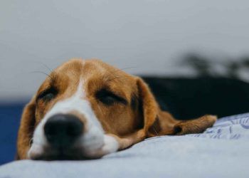 Köpek Dostlarımız Neden Kusar?