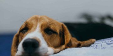 Köpek Dostlarımız Neden Kusar?