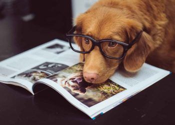 Köpekler Bize Ne Anlatmaya Çalışıyor?