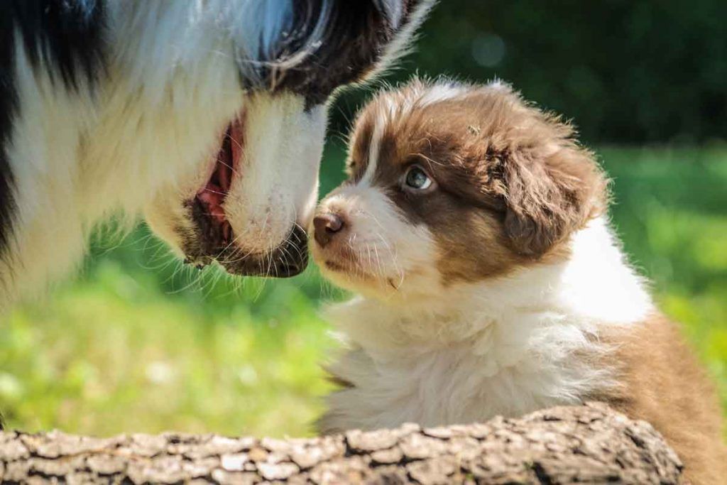 Köpeklerde İletişim