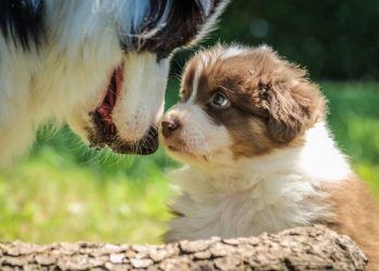 Köpeklerde İletişim
