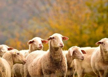 Koyunlarda Embrio Nakli