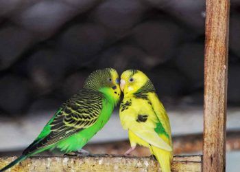 Muhabbet Kuşlarının Çiftleşmesi İçin Gerekli Durumlar Nelerdir?