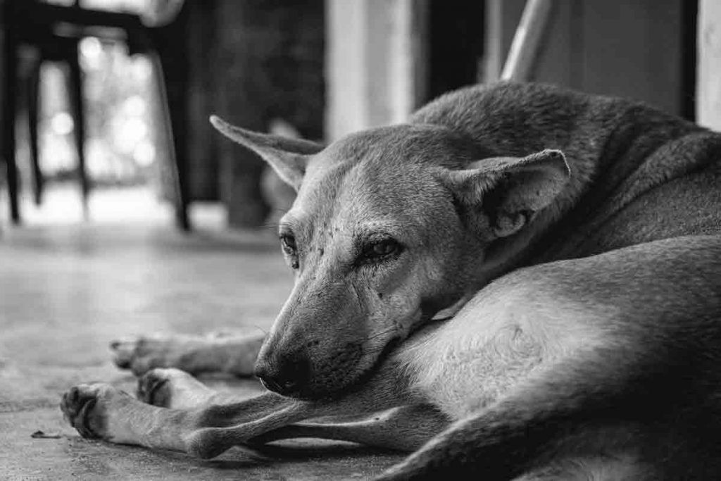 Sokak Köpeğinin Bir Günü