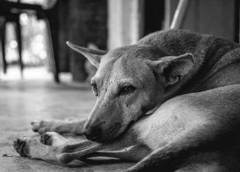 Sokak Köpeğinin Bir Günü
