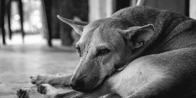 Sokak Köpeğinin Bir Günü