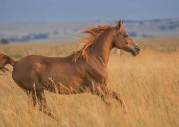 Türkiye'de Atçılığın Tarihi