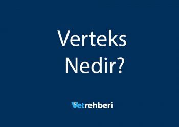 Verteks Nedir?