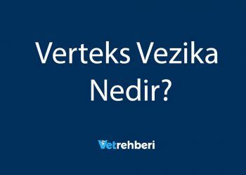 Verteks Vezika Nedir?