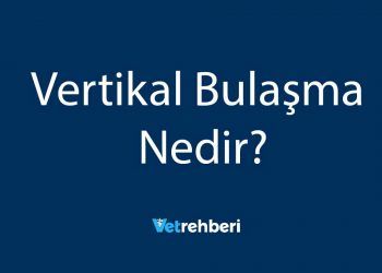 Vertikal Bulaşma Nedir?