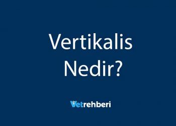 Vertikalis Nedir?