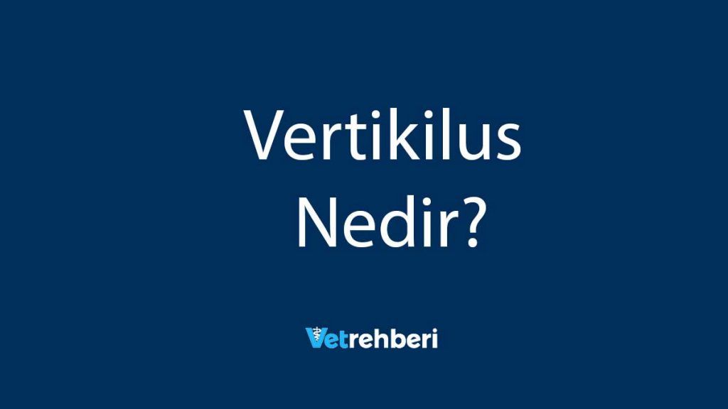 Vertikilus Nedir?