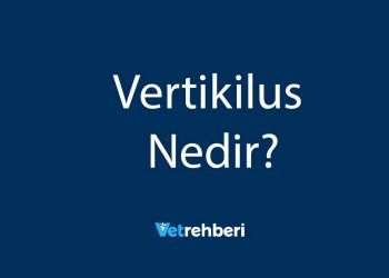 Vertikilus Nedir?