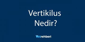 Vertikilus Nedir?