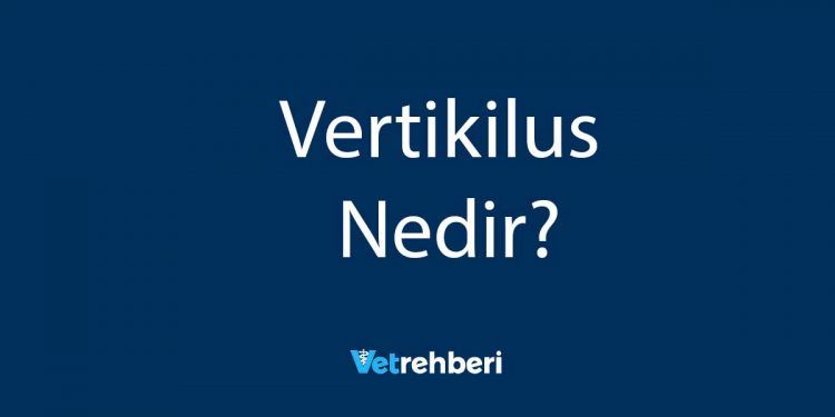 Vertikilus Nedir?