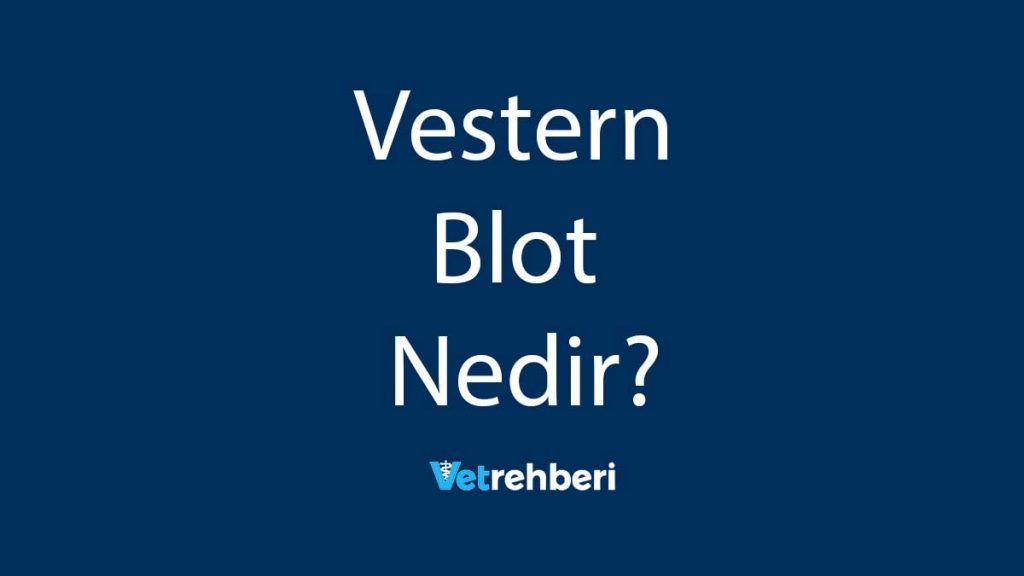 Vestern Blot Nedir?