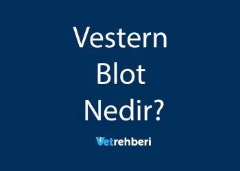 Vestern Blot Nedir?
