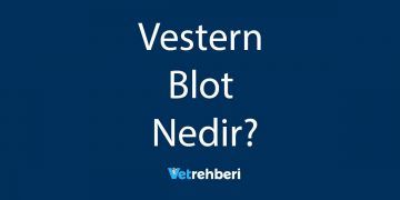 Vestern Blot Nedir?