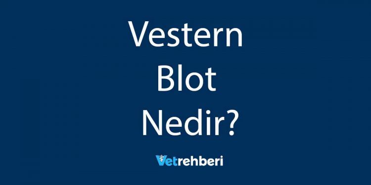 Vestern Blot Nedir?