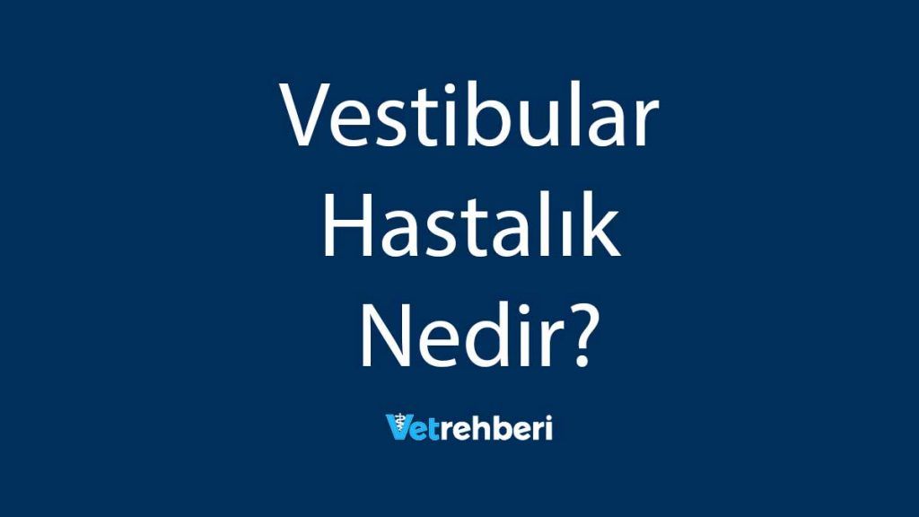 Vestibular Hastalık Nedir?