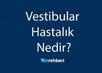 Vestibular Hastalık Nedir?