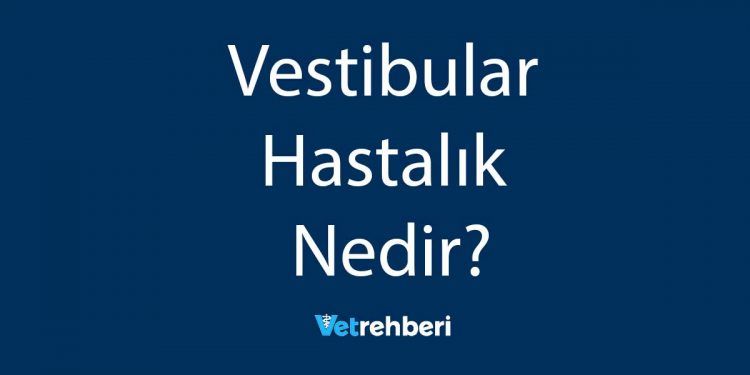 Vestibular Hastalık Nedir?