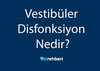 Vestibüler Disfonksiyon Nedir?