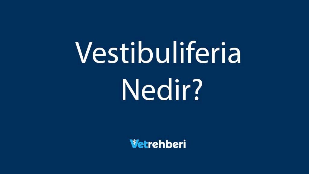 Vestibuliferia Nedir?