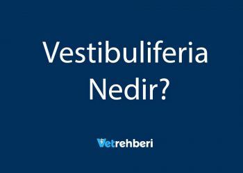 Vestibuliferia Nedir?