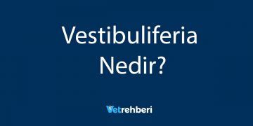 Vestibuliferia Nedir?